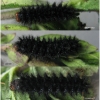 melitaea cinxia larva6after volg1